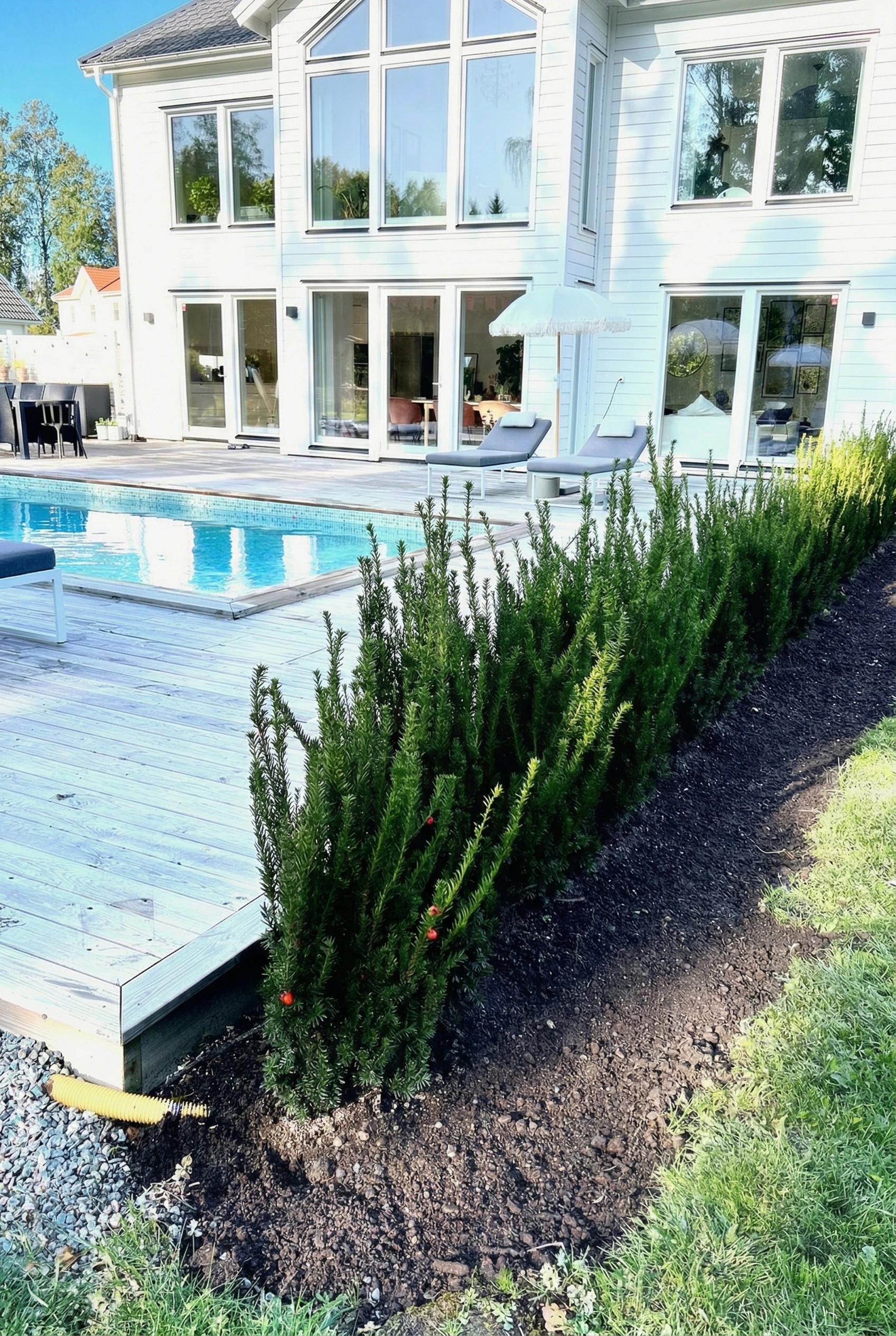 Taks Hicksii Potte Budget Pakke 100-140cm - Bilde 2
