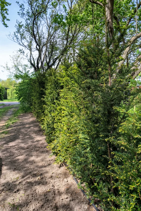 Almindelig Taks Potte Budget Pakke 60-100cm - Billede 2