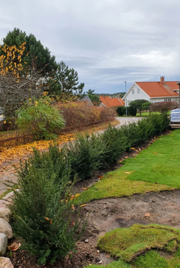 Almindelig Taks Potte Budget Pakke 60-100cm - Billede 3