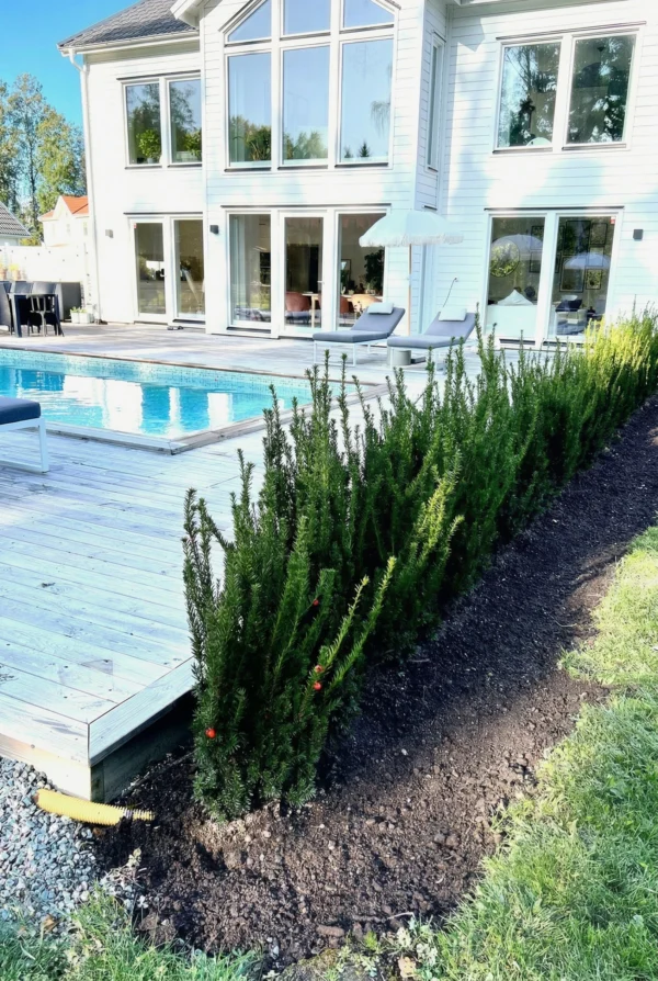 Taks Hicksii Potte Budget Pakke 100-140cm - Billede 2