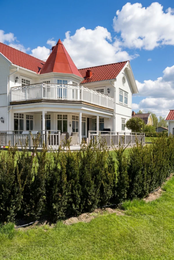 Taks Hillii Potte Budget Pakke 60-100cm - Billede 3