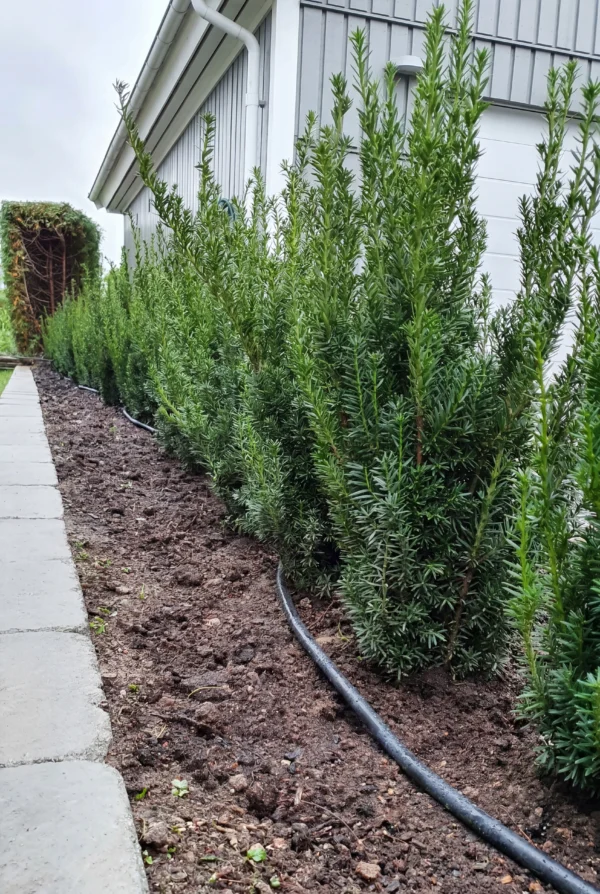 Taks Hillii Potte Budget Pakke 60-100cm - Billede 2